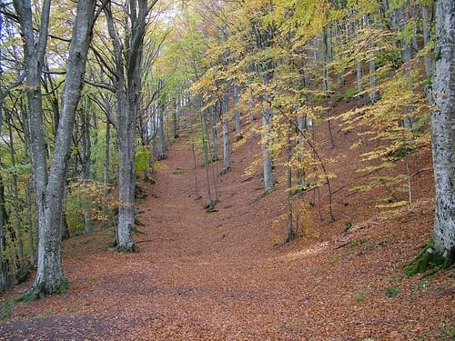 Parque Nacional del Bosque Casentinesi