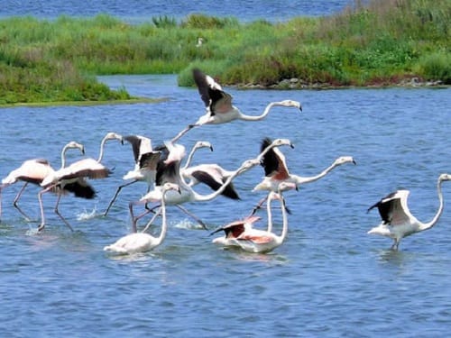 Un día en el Delta del Po, Patrimonio Mundial Un día en el Delta del Po, Patrimonio Mundial